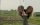 Very Contemporary, Het Nieuwe Domein, Sunny Bergman: Blue balls and other rape myths